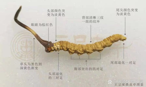 强力心脑康胶囊-专业强力心脑康胶囊多少钱一盒平台-强力心脑康胶囊成分